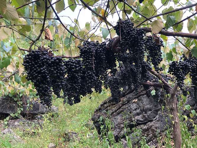 黑色葡萄品种有哪些？-图2