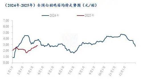 2025年鸡价会涨还是跌？-图1