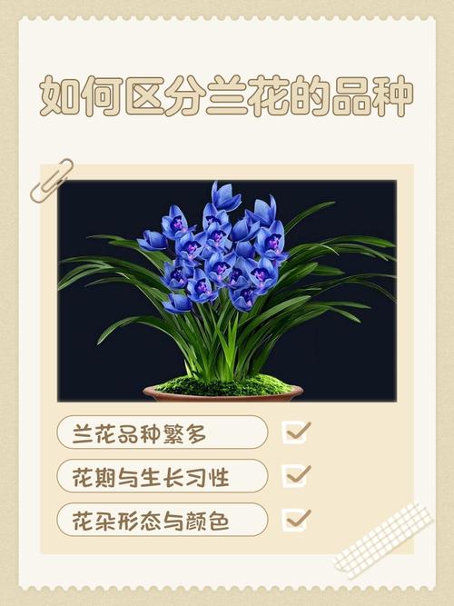 如何辨别兰花品种图片-图2