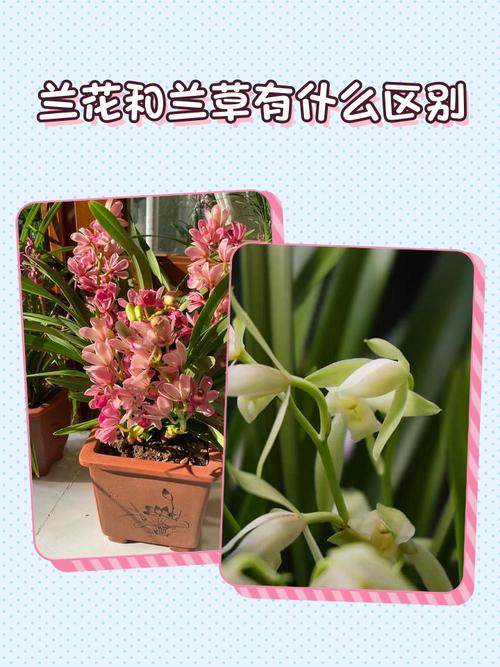 如何辨别兰花品种图片-图3