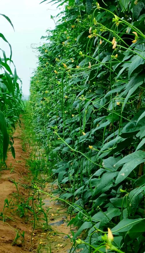 华南露地豆角怎么种才高产？-图2