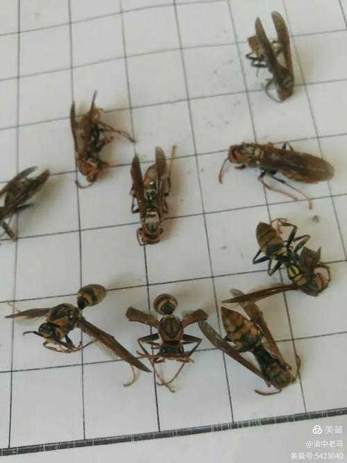 马蜂过冬技术公开图片，如何安全越冬？-图3