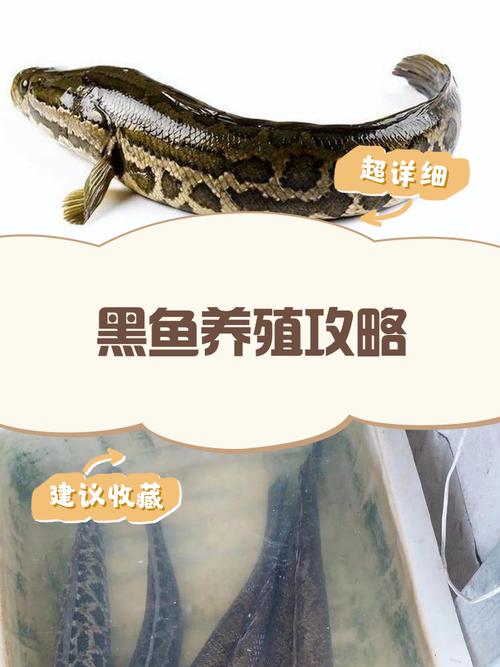 黑鱼养殖全套视频，新手能学会吗？-图1