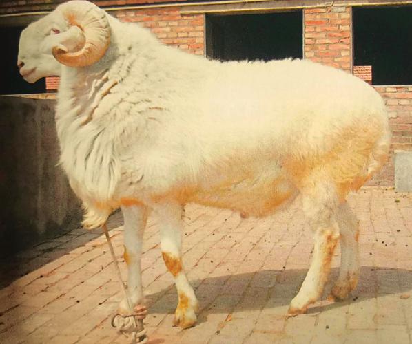 品种齐全的小尾寒羊养殖哪里好？-图1