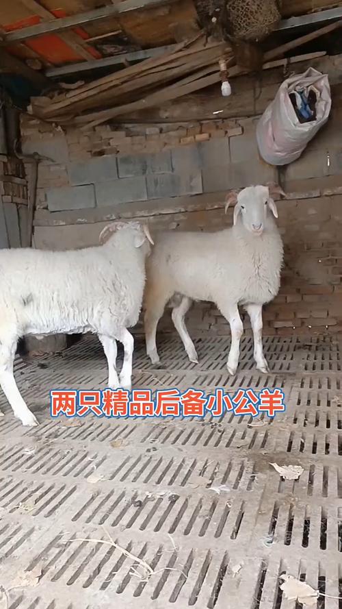 品种齐全的小尾寒羊养殖哪里好？-图2