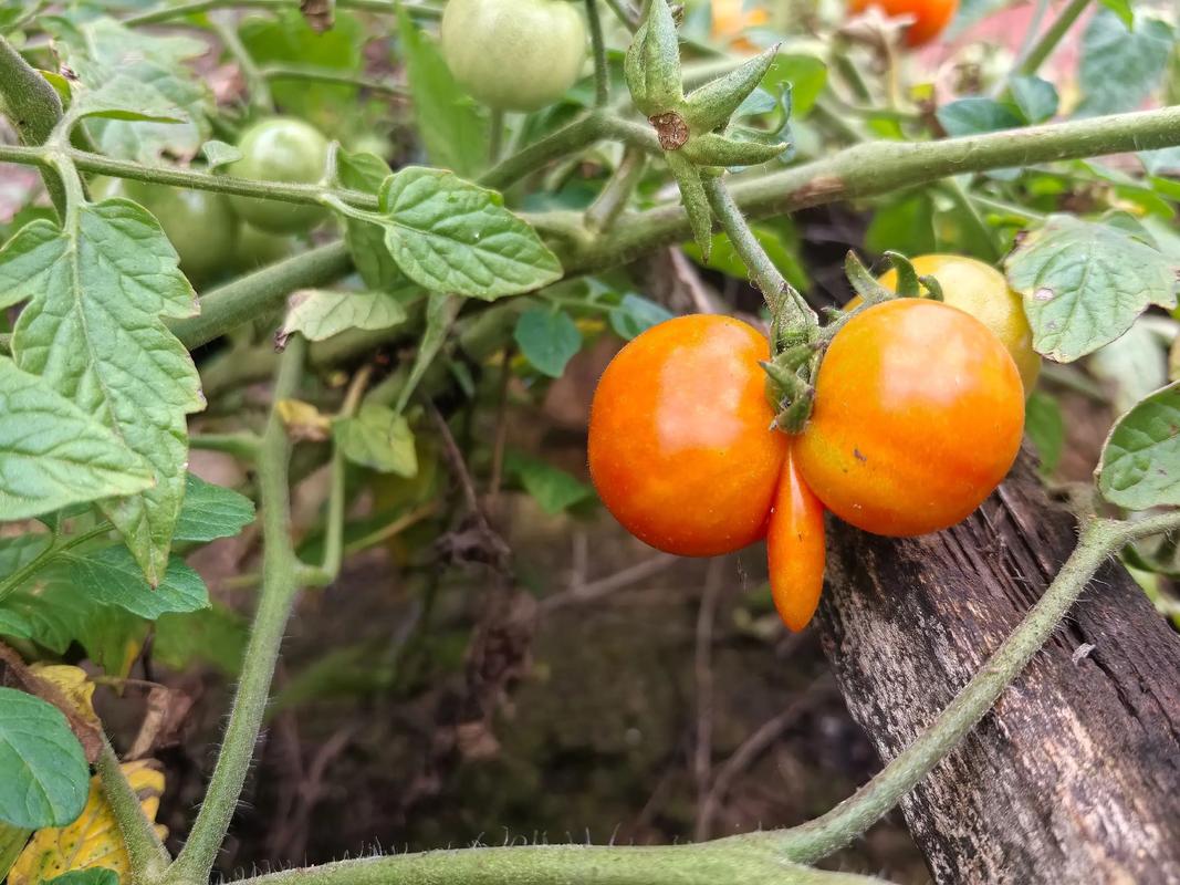 2025年瓜蒌价格行情会涨还是跌?-图2 2025年瓜蒌价格行情会涨还是跌?-图2