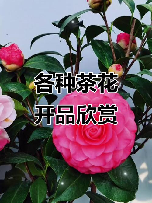 茶花品种有哪些？常见品种大盘点！-图2