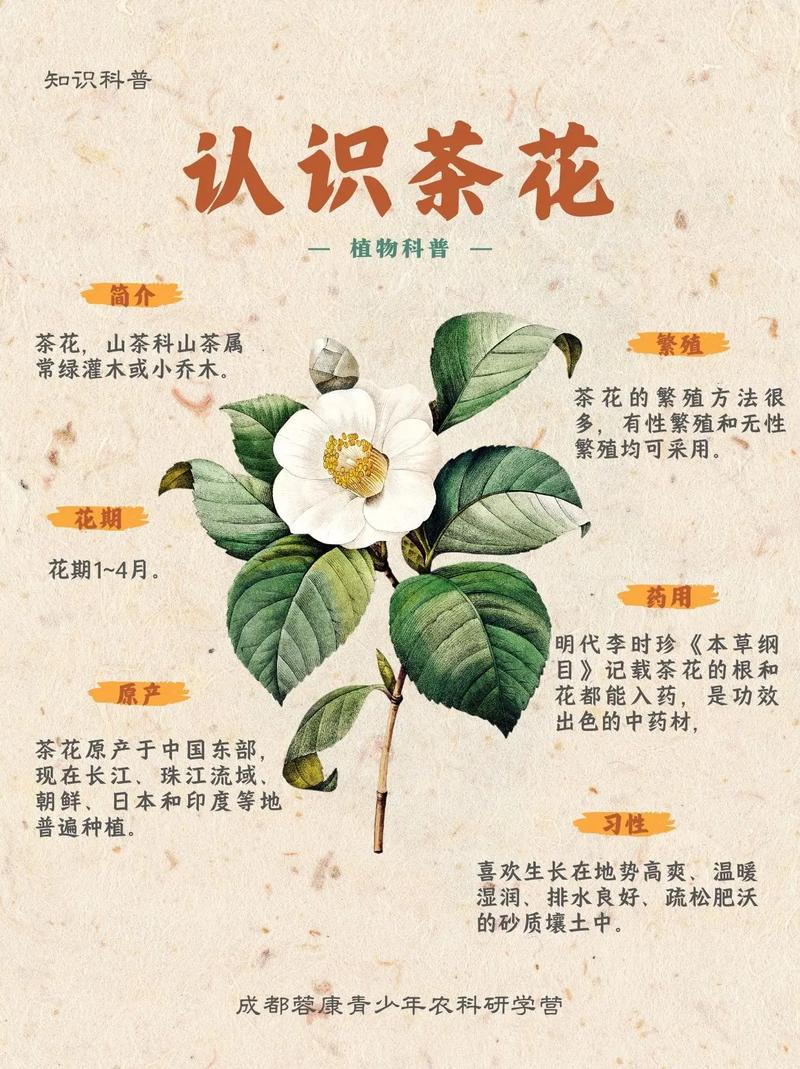 茶花品种有哪些？常见品种大盘点！-图3