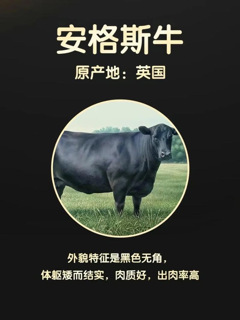 世界肉牛顶级品种有哪些？-图2