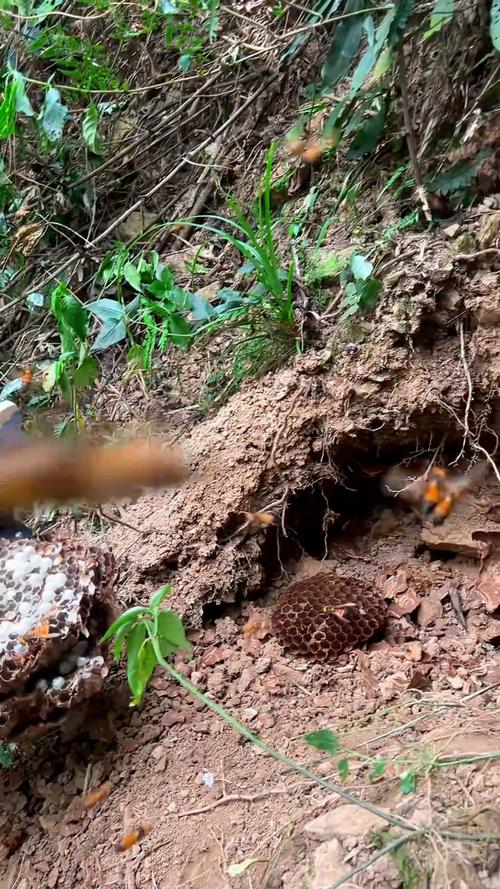 农村马蜂技术视频有哪些实用技巧？-图3