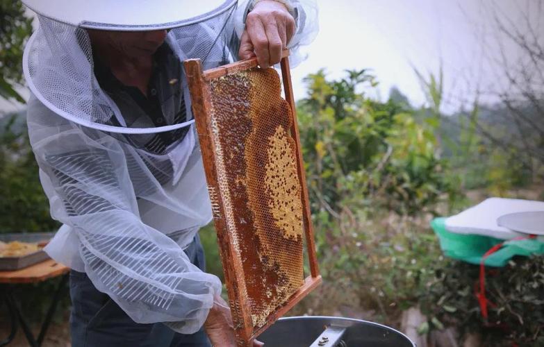 诱捕野生蜂群视频,关键技术是什么?-图1 诱捕野生蜂群视频,关键技术是什么?-图1