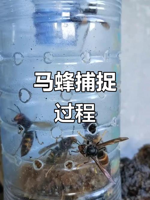 诱捕野生蜂群视频,关键技术是什么?-图2 诱捕野生蜂群视频,关键技术是什么?-图2