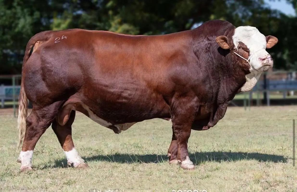 西门塔尔牛哪个品种更优？-图3