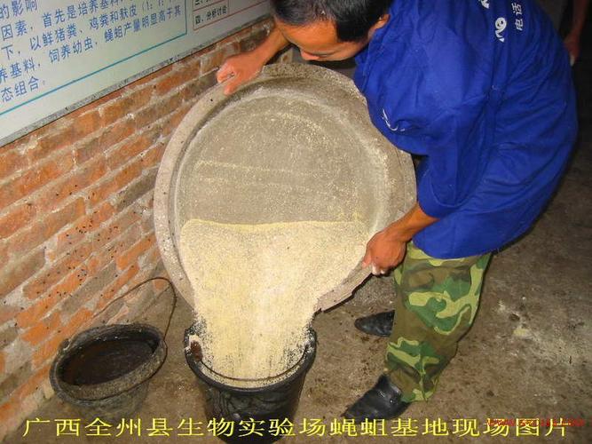 蝇蛆养殖技术基地具体在哪儿?-图3 蝇蛆养殖技术基地具体在哪儿?-图3
