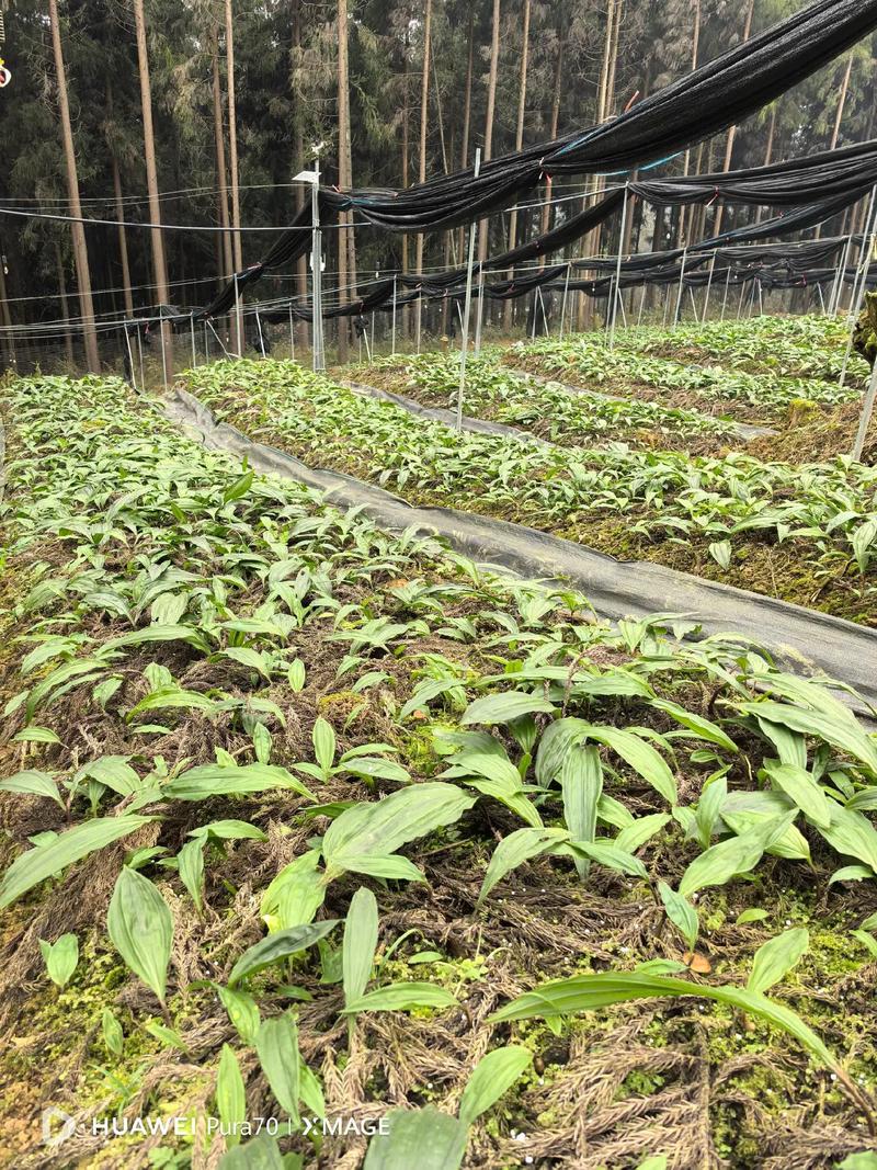 有机基质栽种药材，技术要点有哪些？-图1