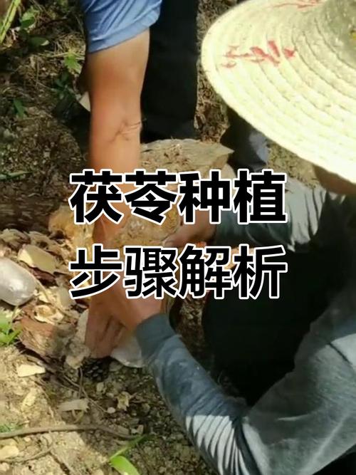 有机基质栽种药材，技术要点有哪些？-图2