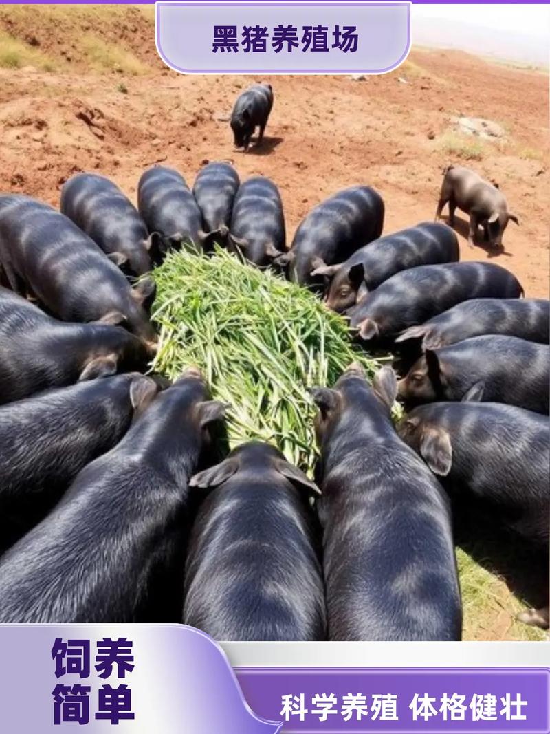 莆田黑猪最新养殖技术有何突破？-图2