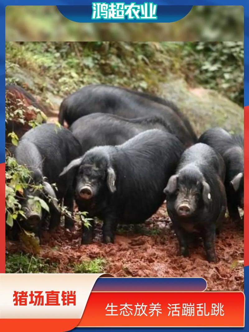 莆田黑猪最新养殖技术有何突破？-图1
