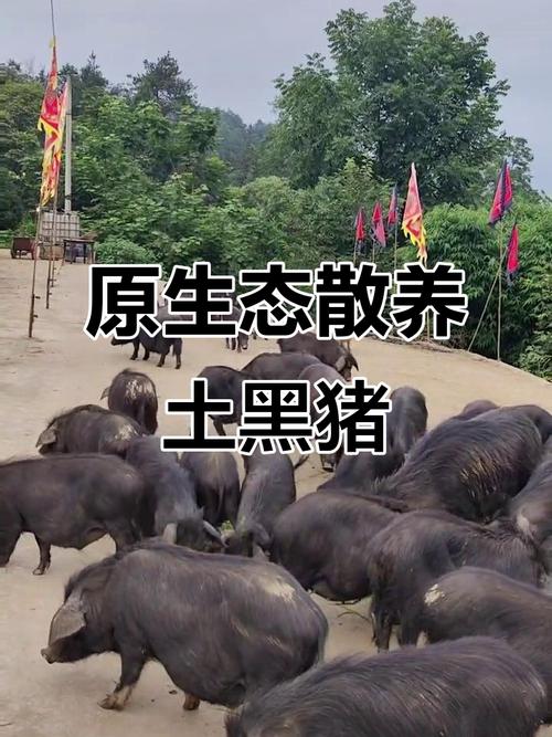 莆田黑猪最新养殖技术有何突破？-图3