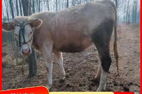 500斤牛犊最新价格多少?-图1 500斤牛犊最新价格多少?-图1