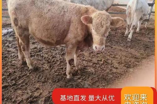 500斤牛犊最新价格多少?-图3 500斤牛犊最新价格多少?-图3