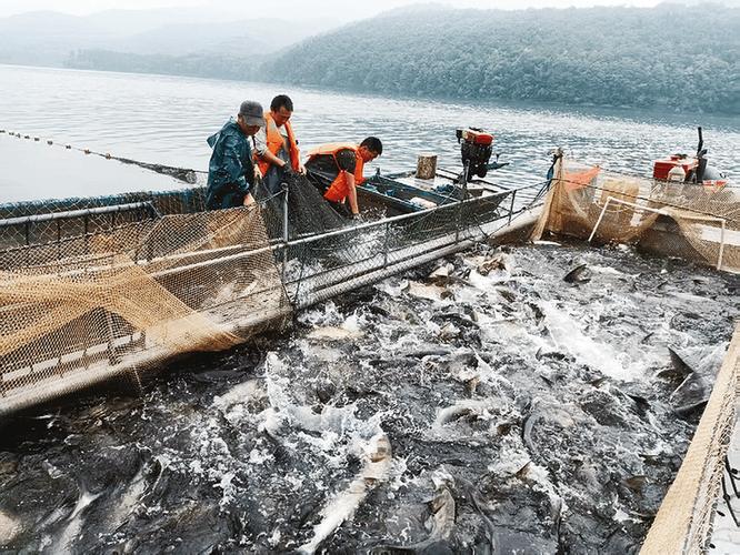 山区流水养鱼技术图片有哪些要点？-图1