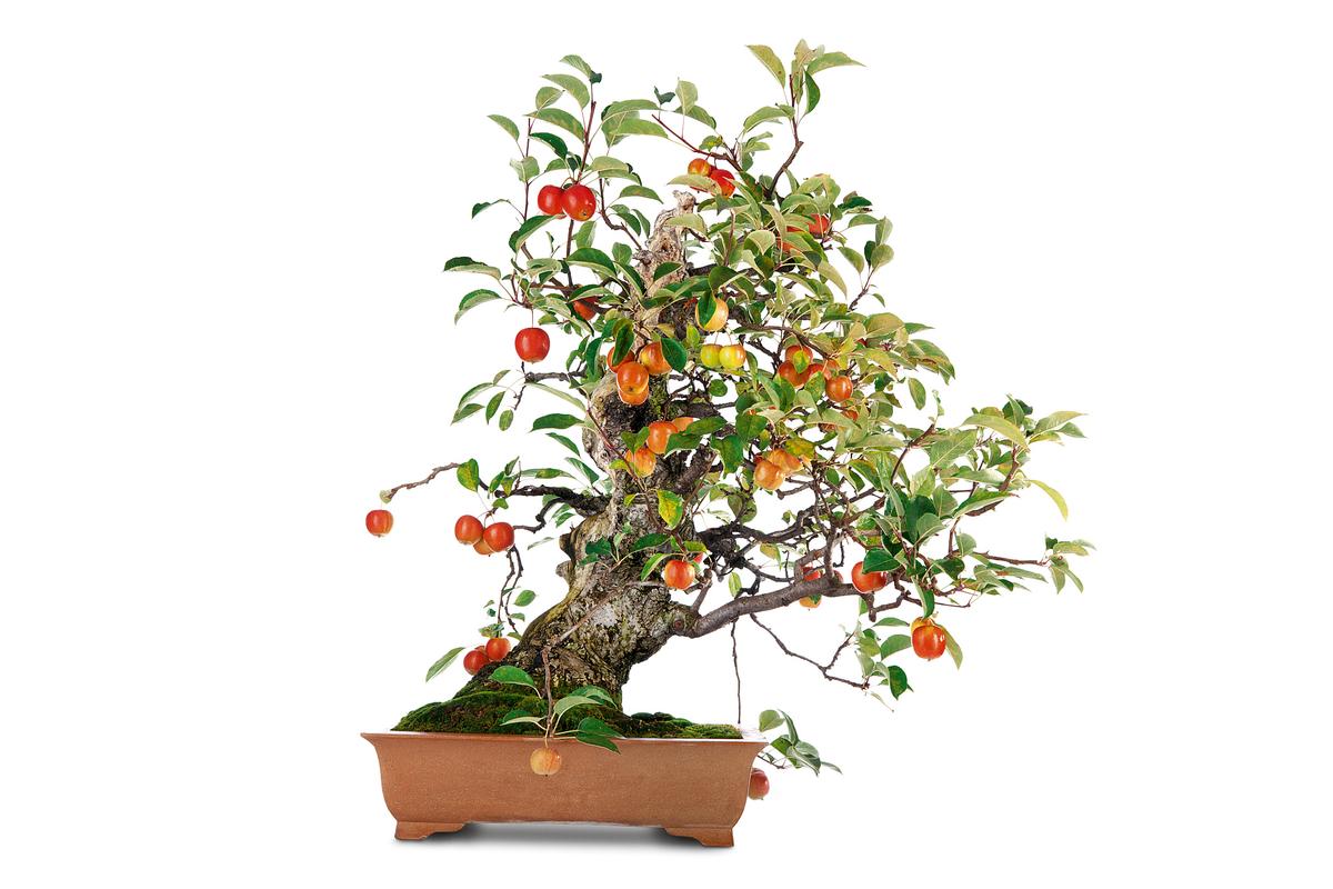 盆景苹果种植技术要点有哪些?-图2 盆景苹果种植技术要点有哪些?-图2