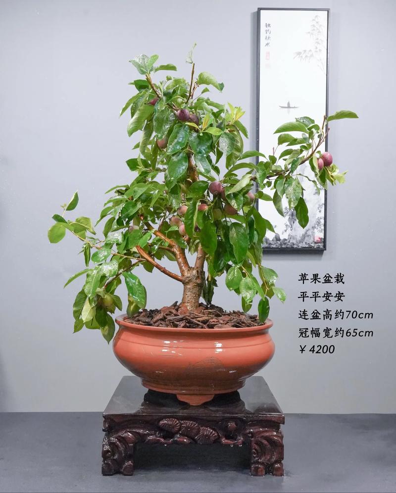 盆景苹果种植技术要点有哪些?-图1 盆景苹果种植技术要点有哪些?-图1