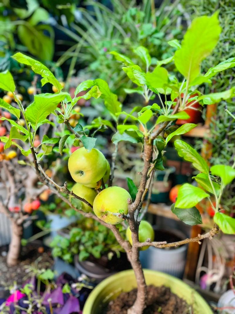 盆景苹果种植技术要点有哪些?-图3 盆景苹果种植技术要点有哪些?-图3