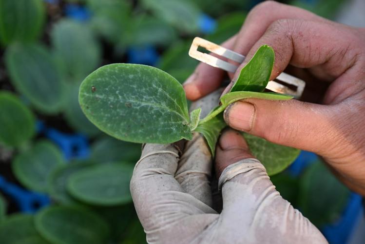 黄瓜嫁接育苗技术要点有哪些?-图1 黄瓜嫁接育苗技术要点有哪些?-图1