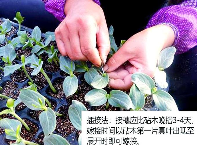 黄瓜嫁接育苗技术要点有哪些?-图2 黄瓜嫁接育苗技术要点有哪些?-图2