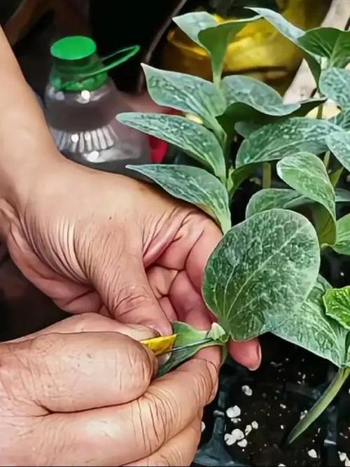 黄瓜嫁接育苗技术要点有哪些?-图3 黄瓜嫁接育苗技术要点有哪些?-图3