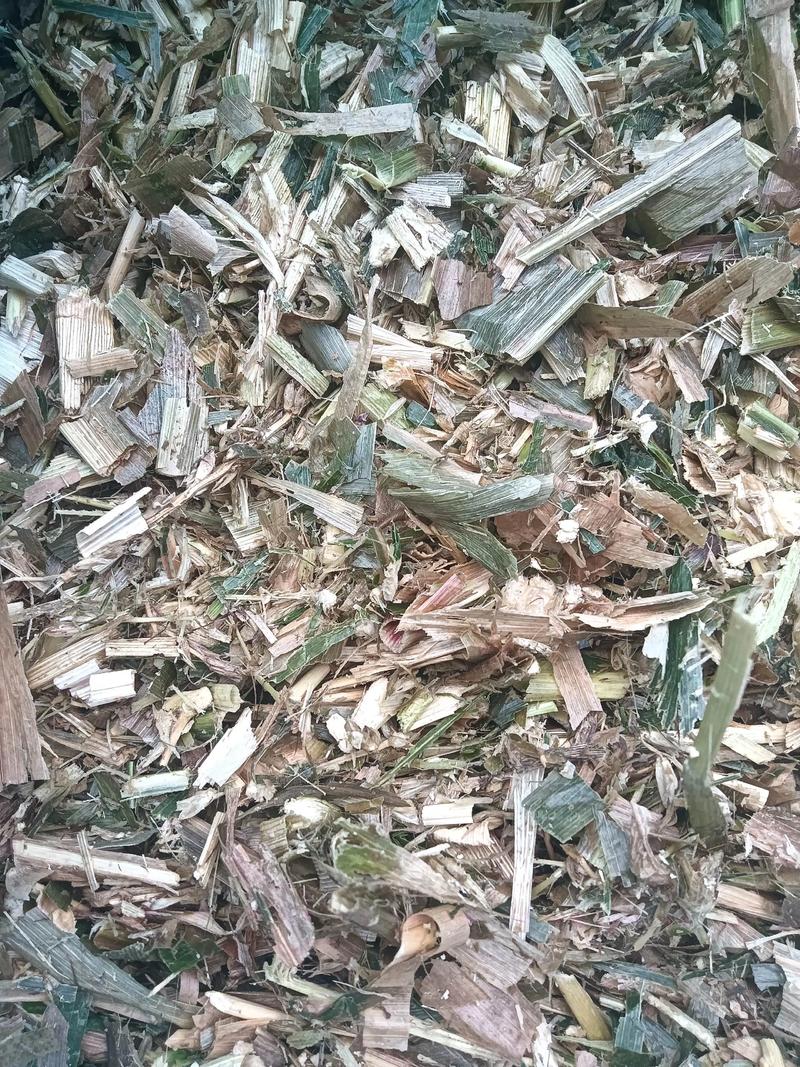 东北玉米秸秆青贮技术怎么做?-图1 东北玉米秸秆青贮技术怎么做?-图1