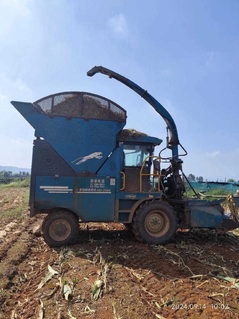 东北玉米秸秆青贮技术怎么做?-图3 东北玉米秸秆青贮技术怎么做?-图3