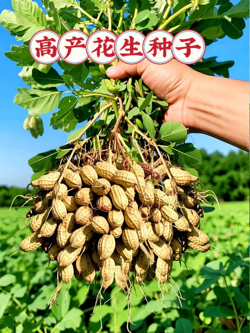 花生高产技术有哪些关键要点?-图1 花生高产技术有哪些关键要点?-图1