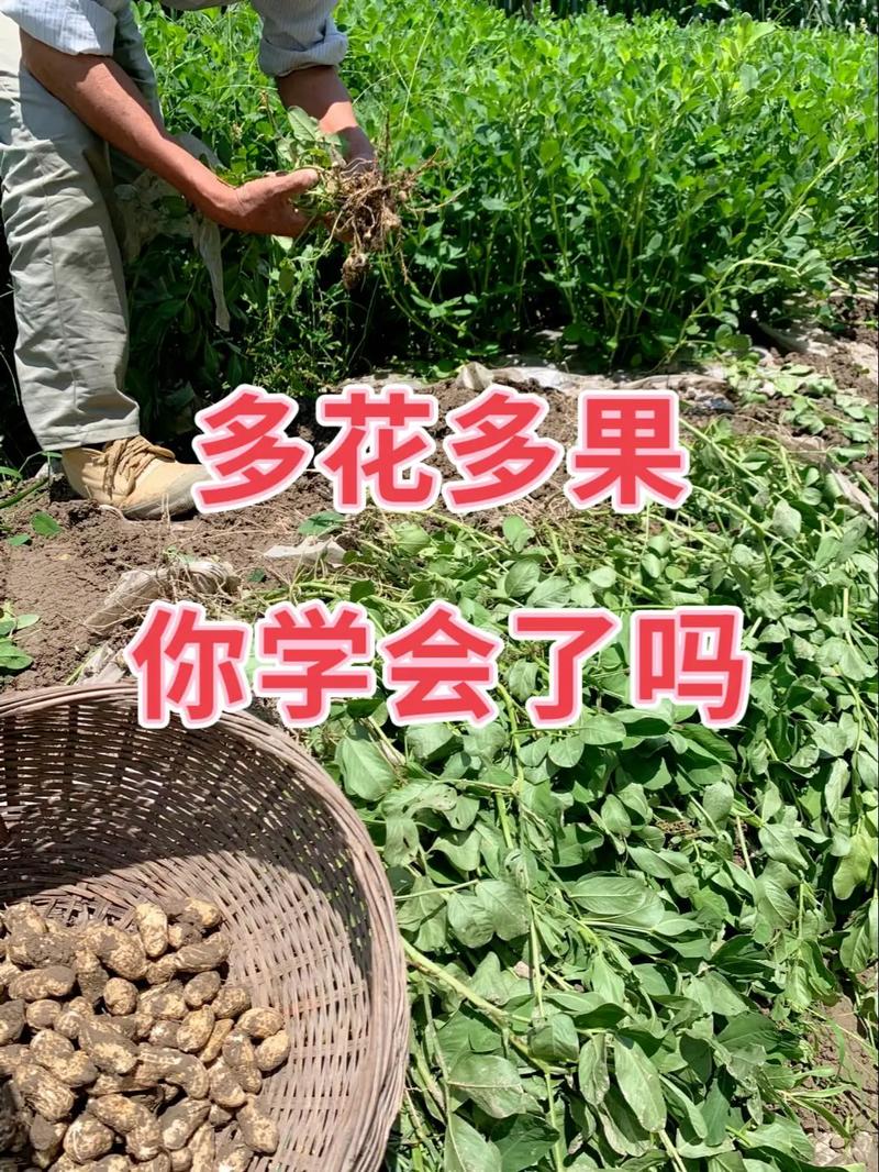 花生高产技术有哪些关键要点?-图3 花生高产技术有哪些关键要点?-图3