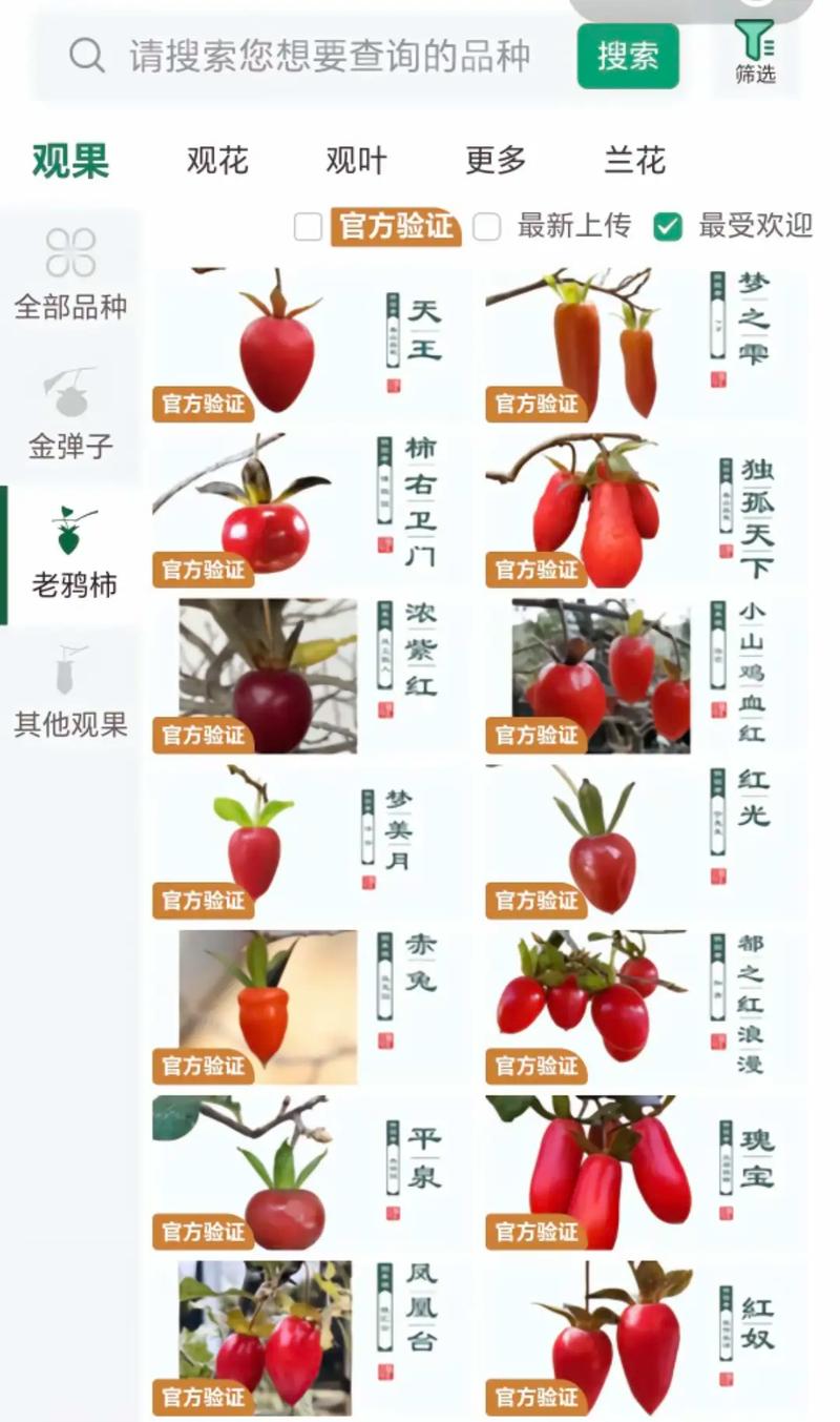 柿子品种有哪些？看图识别全在这！-图1