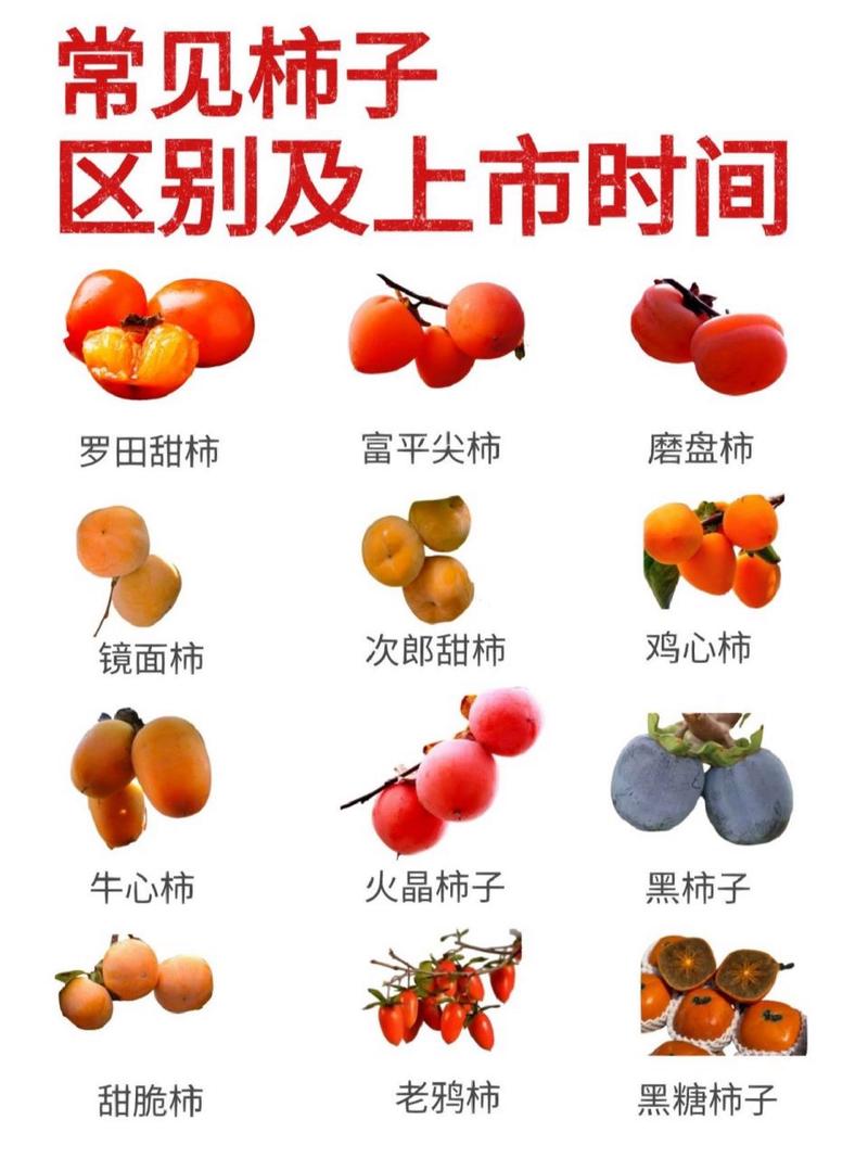 柿子品种有哪些？看图识别全在这！-图3