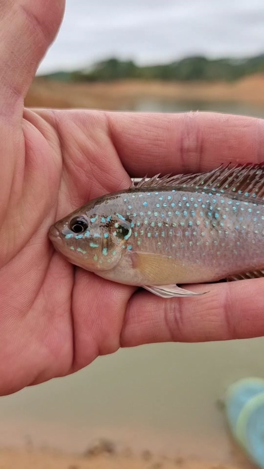 罗非鱼哪个品种长得最快?-图3 罗非鱼哪个品种长得最快?-图3