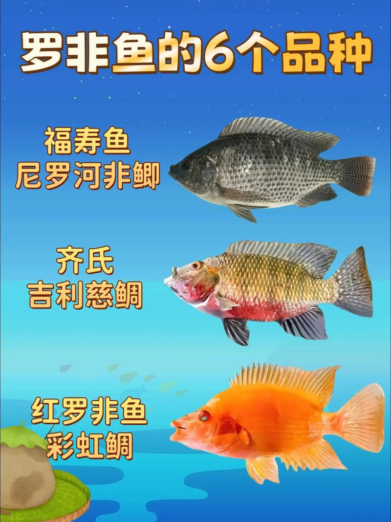 罗非鱼哪个品种长得最快?-图2 罗非鱼哪个品种长得最快?-图2