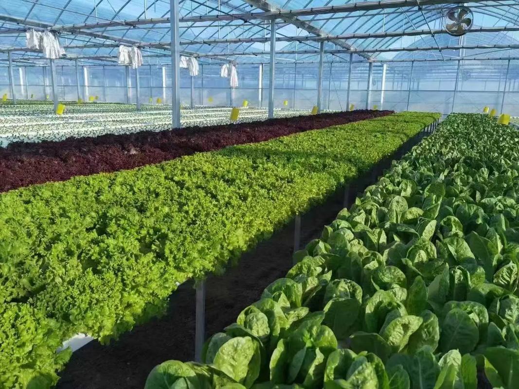 芥菜大棚种植技术视频有哪些要点?-图1 芥菜大棚种植技术视频有哪些要点?-图1