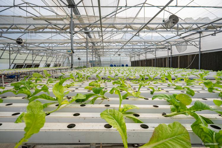 芥菜大棚种植技术视频有哪些要点?-图2 芥菜大棚种植技术视频有哪些要点?-图2