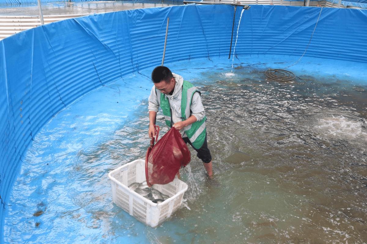 洛阳水产养殖主要品种有哪些？-图3