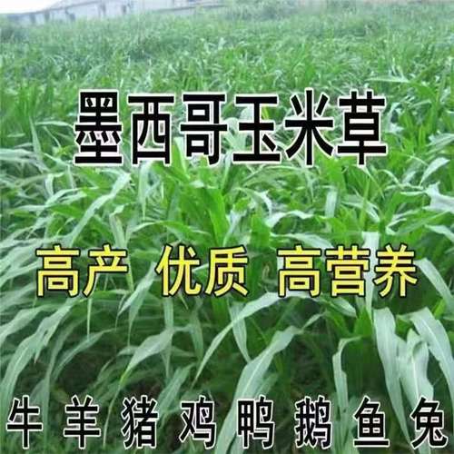 牧草玉米种植技术有哪些关键点?-图3 牧草玉米种植技术有哪些关键点?-图3