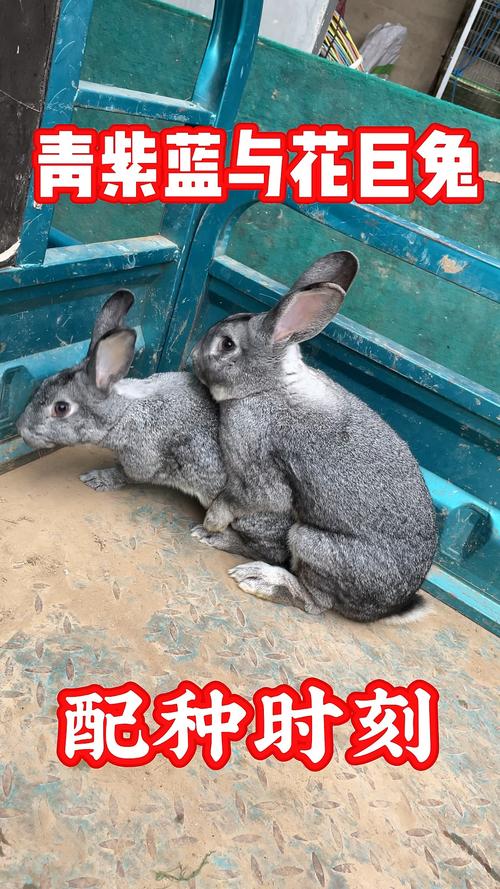 人工兔子交配技术视频,如何规范操作?-图1 人工兔子交配技术视频,如何规范操作?-图1
