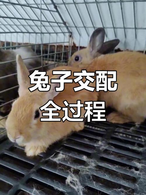 人工兔子交配技术视频,如何规范操作?-图2 人工兔子交配技术视频,如何规范操作?-图2