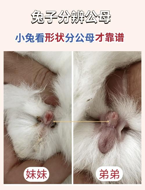 人工兔子交配技术视频,如何规范操作?-图3 人工兔子交配技术视频,如何规范操作?-图3