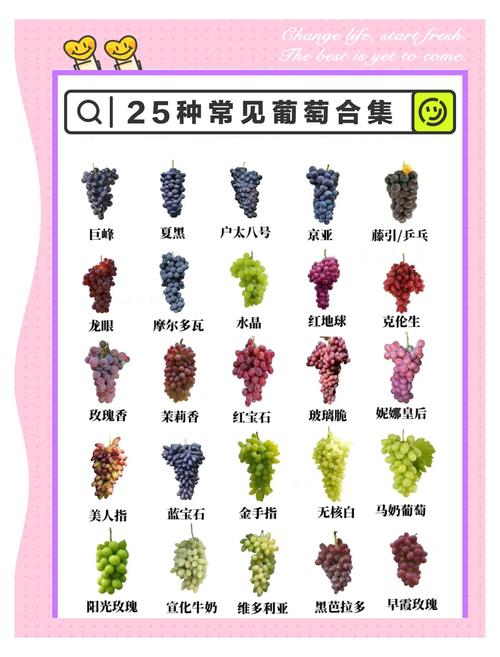每日农经介绍哪些葡萄品种?-图2 每日农经介绍哪些葡萄品种?-图2