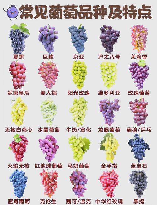 每日农经介绍哪些葡萄品种?-图1 每日农经介绍哪些葡萄品种?-图1