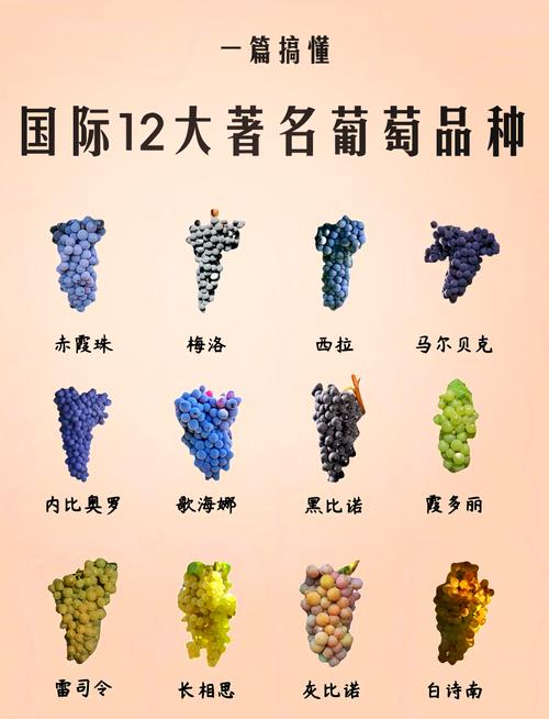 每日农经介绍哪些葡萄品种?-图3 每日农经介绍哪些葡萄品种?-图3